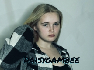 Daisygambee