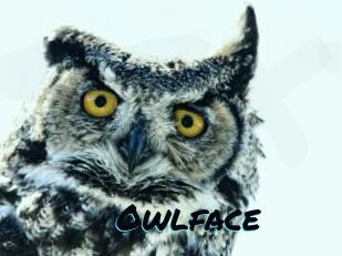 Owlface