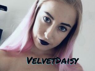 VelvetDaisy